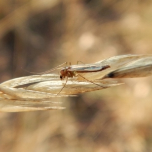 Chironomidae (family) at Belconnen, ACT - 5 Apr 2018