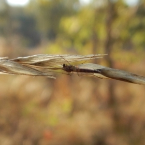 Chironomidae (family) at Belconnen, ACT - 5 Apr 2018