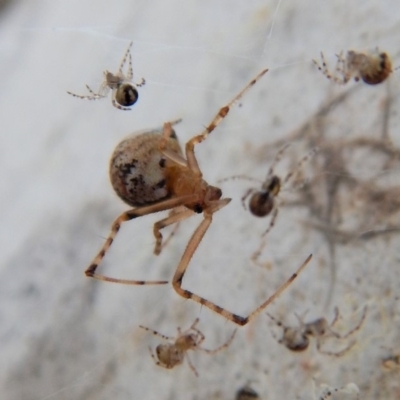 Theridiidae (family) (Comb-footed spider) at Mount Painter - 5 Apr 2018 by CathB