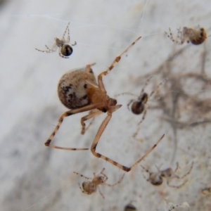 Theridiidae (family) at Cook, ACT - 5 Apr 2018