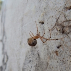 Theridiidae (family) at Cook, ACT - 5 Apr 2018 10:06 AM