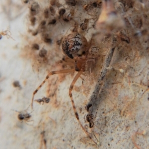 Theridiidae (family) at Cook, ACT - 5 Apr 2018