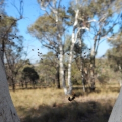 Theridiidae (family) at Cook, ACT - 5 Apr 2018