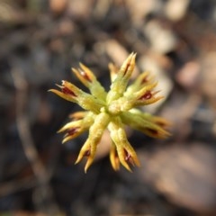 Corunastylis cornuta (Horned Midge Orchid) at Mount Painter - 4 Apr 2018 by CathB