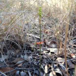 Corunastylis cornuta at Cook, ACT - 5 Apr 2018