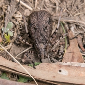 Acripeza reticulata at Cooleman, NSW - 16 Mar 2018 01:12 PM