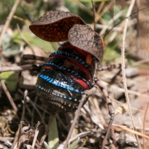 Acripeza reticulata at Cooleman, NSW - 16 Mar 2018