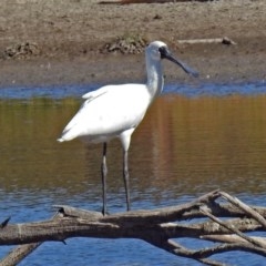 Platalea regia (Royal Spoonbill) at Fyshwick, ACT - 9 Apr 2018 by RodDeb