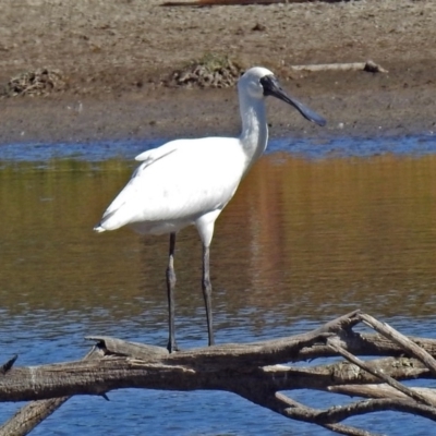 Platalea regia (Royal Spoonbill) at Fyshwick, ACT - 9 Apr 2018 by RodDeb