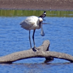 Platalea regia at Fyshwick, ACT - 9 Apr 2018 11:29 AM