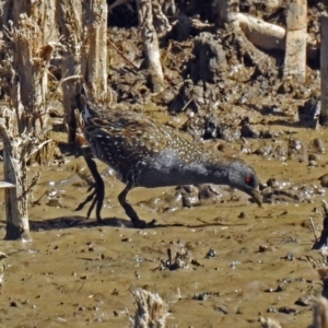 Porzana fluminea at Fyshwick, ACT - 9 Apr 2018