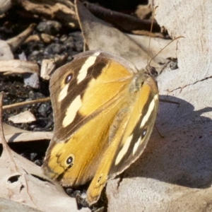 Heteronympha merope at Acton, ACT - 8 Apr 2018 03:17 PM