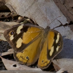 Heteronympha merope at Acton, ACT - 8 Apr 2018 03:17 PM