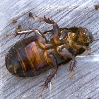 Panesthia australis (Common wood cockroach) at Ainslie, ACT - 8 Apr 2018 by jb2602