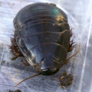 Panesthia australis at Ainslie, ACT - 8 Apr 2018