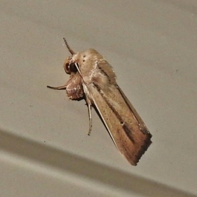 Leucania diatrecta (A Noctuid moth) at Wanniassa, ACT - 9 Apr 2018 by JohnBundock