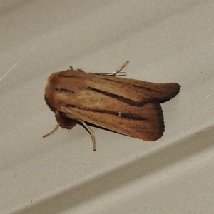 Leucania diatrecta at Wanniassa, ACT - 9 Apr 2018 08:45 PM