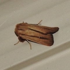 Leucania diatrecta at Wanniassa, ACT - 9 Apr 2018