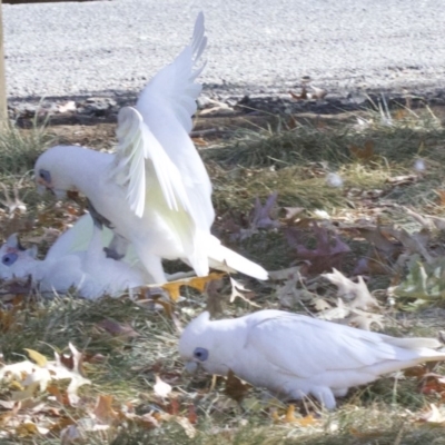 Cacatua sanguinea (Little Corella) at Lyneham, ACT - 9 Apr 2018 by jb2602