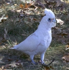 Cacatua sanguinea at Lyneham, ACT - 9 Apr 2018 11:10 AM