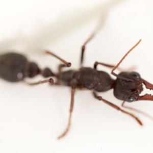 Myrmecia pyriformis at Macarthur, ACT - 9 Apr 2018 02:09 PM