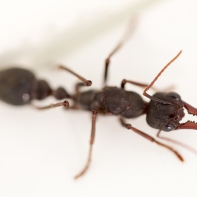 Myrmecia pyriformis (A Bull ant) at Macarthur, ACT - 9 Apr 2018 by Jek