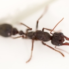 Myrmecia pyriformis (A Bull ant) at Macarthur, ACT - 9 Apr 2018 by Jek