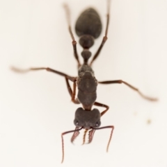 Myrmecia pyriformis at Macarthur, ACT - 9 Apr 2018 02:09 PM