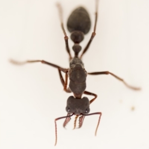 Myrmecia pyriformis at Macarthur, ACT - 9 Apr 2018 02:09 PM