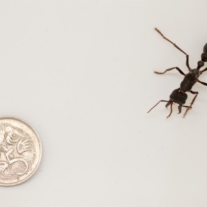 Myrmecia pyriformis at Macarthur, ACT - 9 Apr 2018 02:09 PM