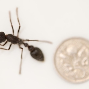 Myrmecia pyriformis at Macarthur, ACT - 9 Apr 2018 02:09 PM