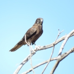 Falco berigora (Brown Falcon) at Hoskinstown, NSW - 9 Apr 2018 by KumikoCallaway