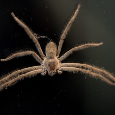 Isopeda (genus) (Huntsman Spider) at Mitchell, ACT - 5 Apr 2018 by Jek