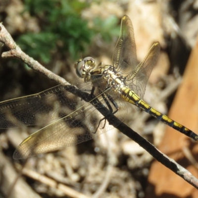 Orthetrum caledonicum (Blue Skimmer) at QPRC LGA - 9 Apr 2018 by KumikoCallaway