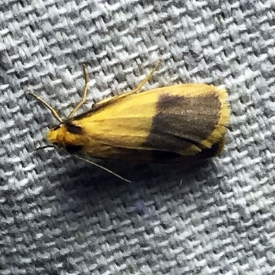 Threnosia heminephes (Halved Footman) at O'Connor, ACT - 8 Apr 2018 by ibaird