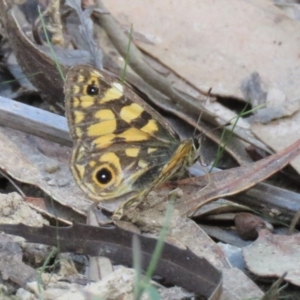 Oreixenica lathoniella at Forbes Creek, NSW - 9 Apr 2018