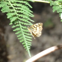 Oreixenica lathoniella at Forbes Creek, NSW - 9 Apr 2018