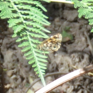 Oreixenica lathoniella at Forbes Creek, NSW - 9 Apr 2018
