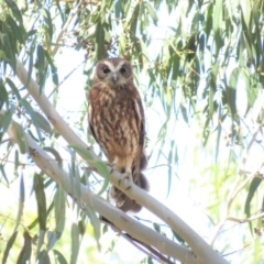 Ninox boobook (Southern Boobook) at Palerang, NSW - 9 Apr 2018 by KumikoCallaway