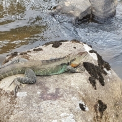 Intellagama lesueurii howittii (Gippsland Water Dragon) at Bunyan, NSW - 5 Mar 2018 by Reuben