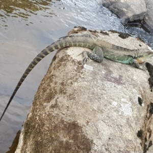 Intellagama lesueurii howittii at Bunyan, NSW - 5 Mar 2018 03:12 PM