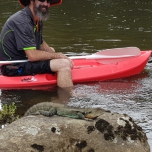 Intellagama lesueurii howittii at Bunyan, NSW - 5 Mar 2018 03:12 PM