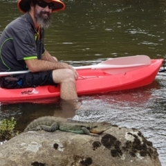 Intellagama lesueurii howittii at Bunyan, NSW - 5 Mar 2018 03:12 PM