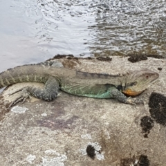 Intellagama lesueurii howittii at Bunyan, NSW - 5 Mar 2018 03:12 PM