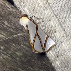 Thalaina clara (Clara's Satin Moth) at O'Connor, ACT - 9 Apr 2018 by ibaird