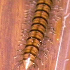 Paradoxosomatidae sp. (family) at Ainslie, ACT - 9 Apr 2018