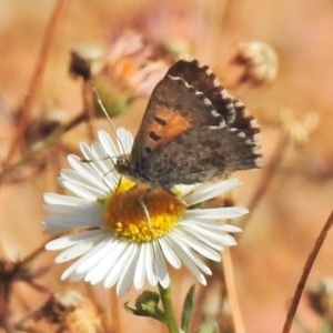 Lucia limbaria at Wanniassa, ACT - 10 Apr 2018