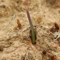 Thelymitra nuda (Scented Sun Orchid) at Belconnen, ACT - 3 Apr 2018 by CathB