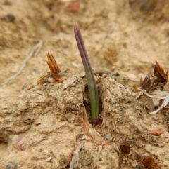 Thelymitra nuda (Scented Sun Orchid) at Belconnen, ACT - 2 Apr 2018 by CathB