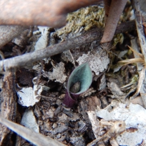 Acianthus collinus at Aranda, ACT - 10 Apr 2018